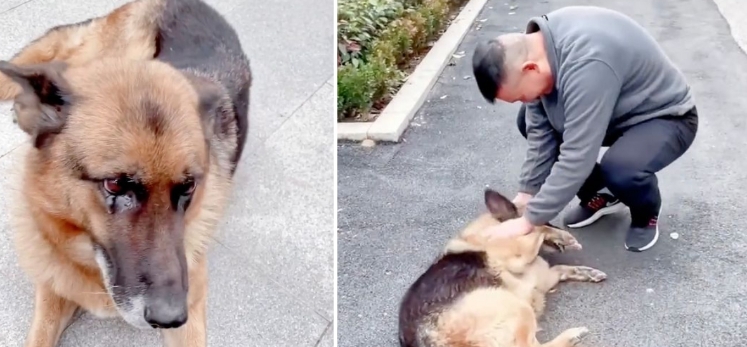 Emotionales Wiedersehen von Polizeihund im Ruhestand mit ehemaligem Begleiter